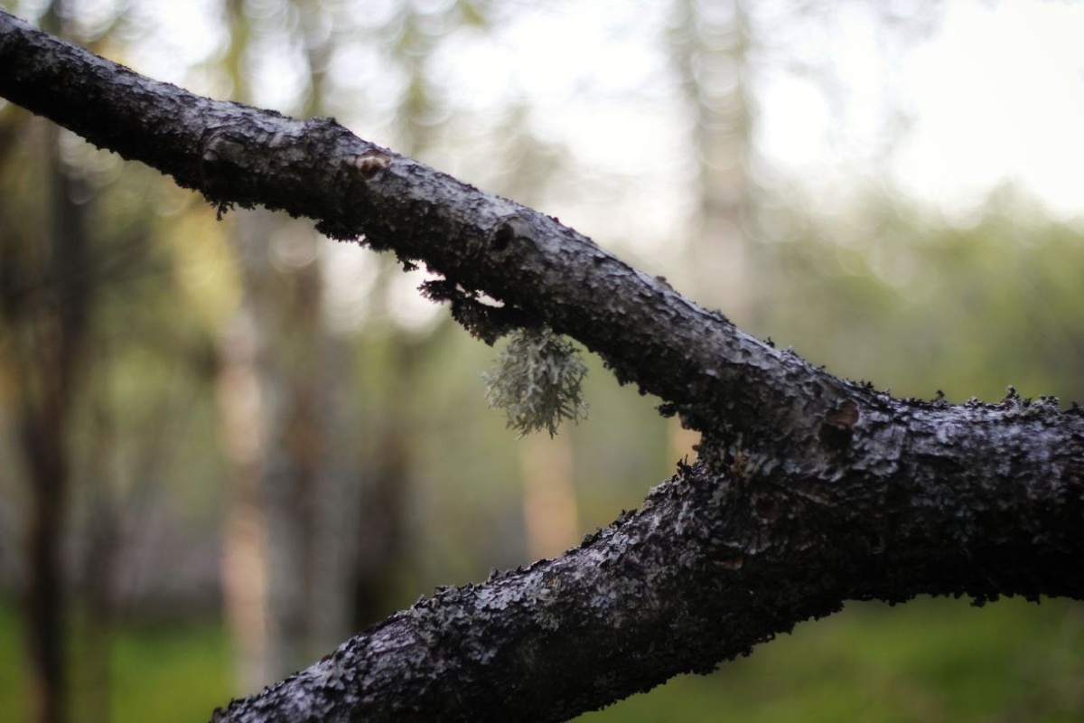 Пучок эвернии на старой черемухе