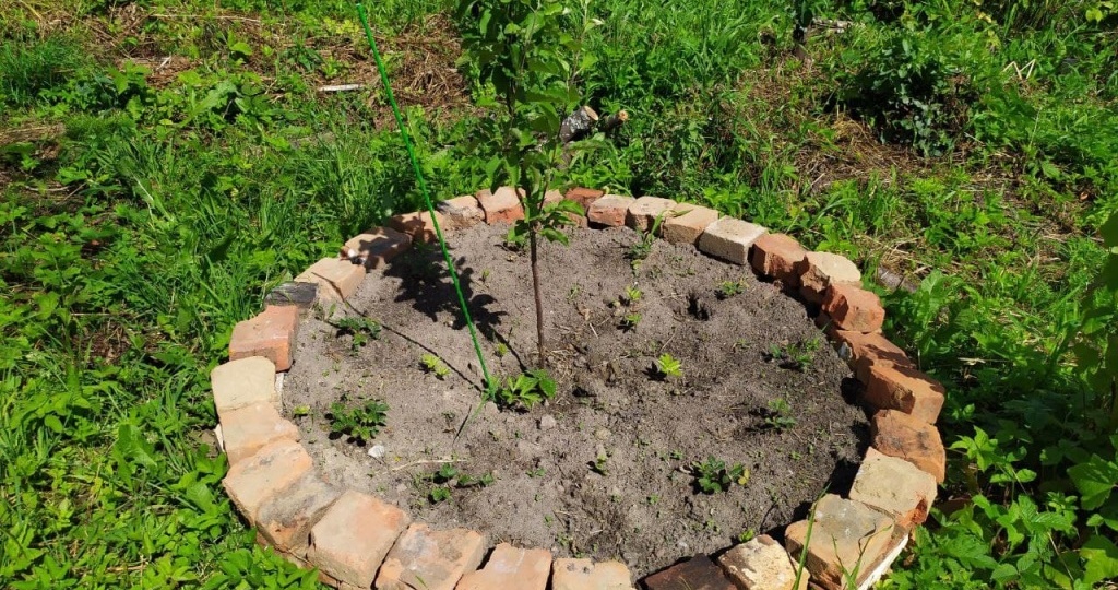 Как выбрать место в саду для посадки саженцев яблони, вишни, груши, сливы и ягодных кустарников