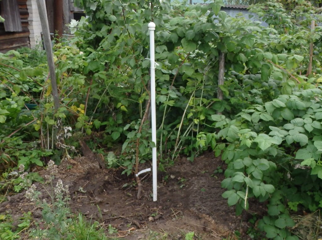  Посадка 3-летнего абрикоса