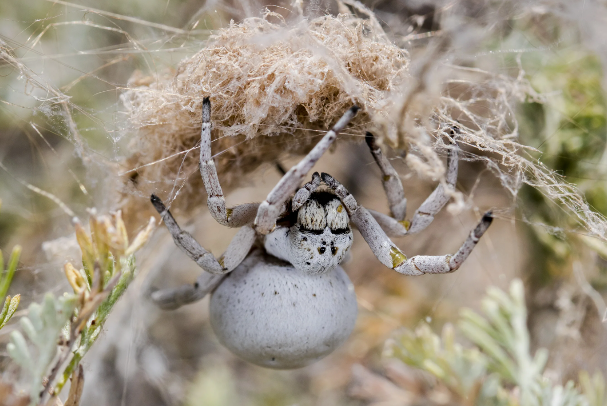 Самка паука Stegodyphus lineatus