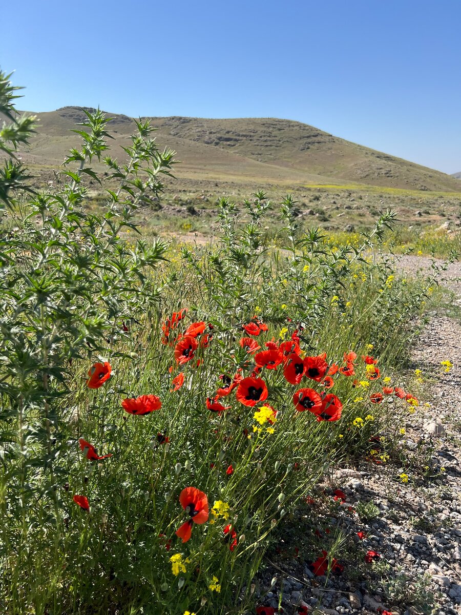 Маки у дороги к Нораванку.