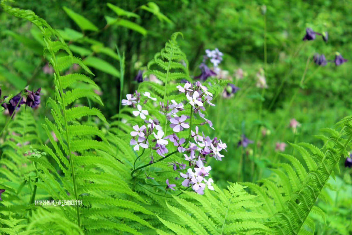 Страусник и вечерница. Листайте карусель.