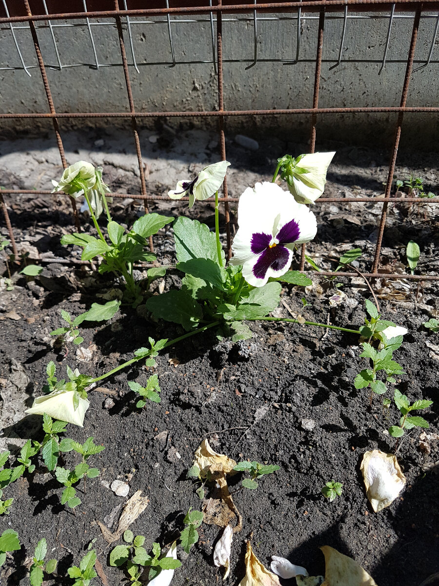 Виола Анютины глазки