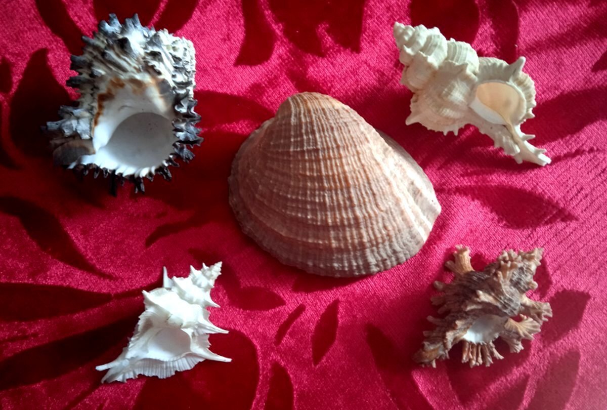 фото из моей коллекции. Локо и ближайшие родственники