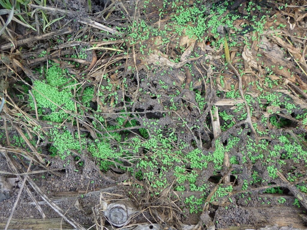  Зеленые гранулы "Великий Воин Био" помогают избавиться от муравьев в цветнике