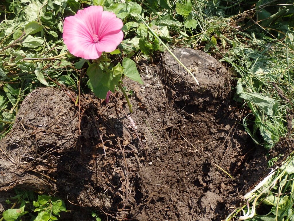   Вокруг лаватеры муравьи организовали муравейник