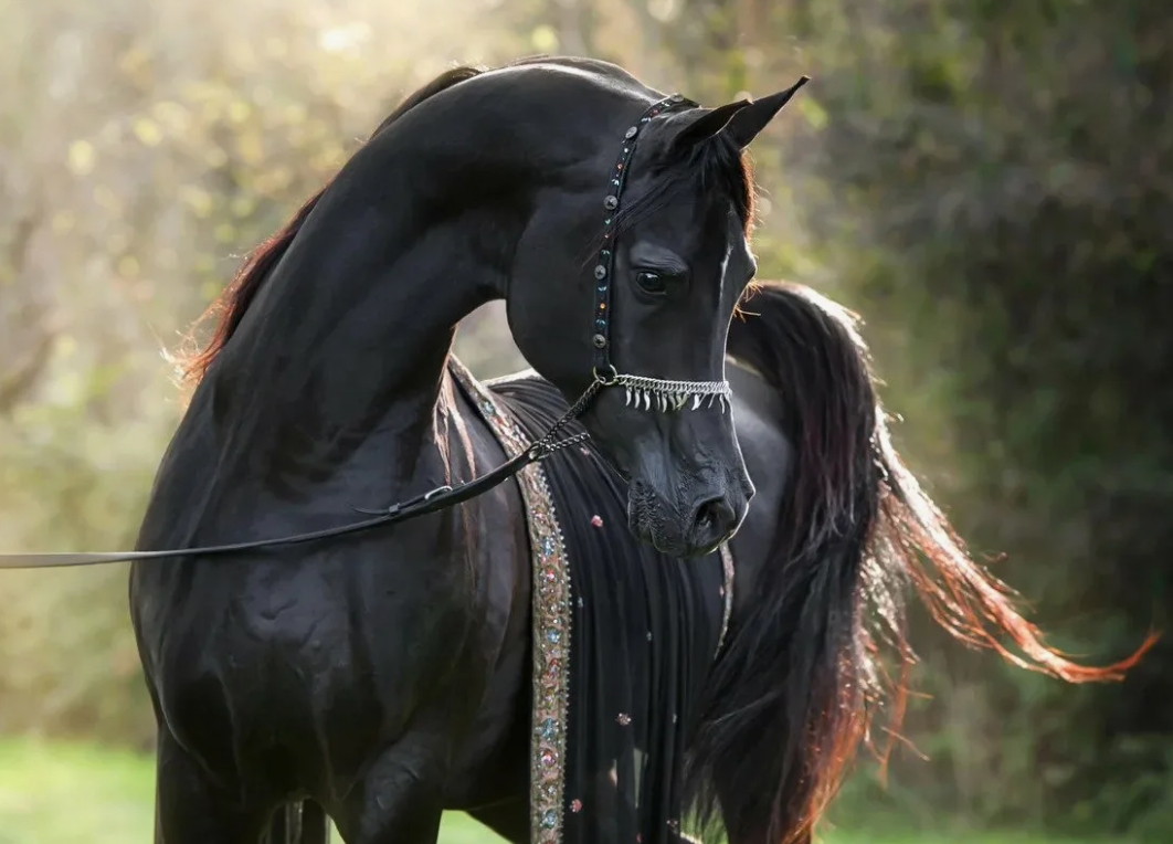 Арабская лошадь