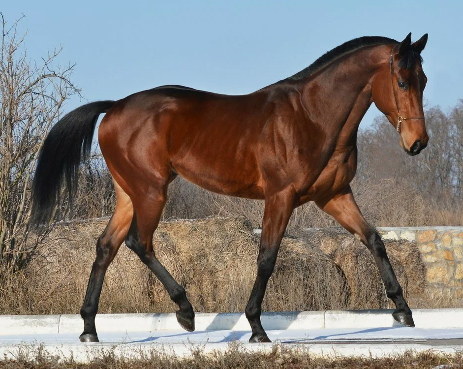 Английская чистокровная лошадь