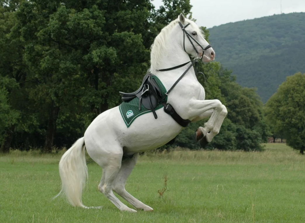 Липпицианская лошадь