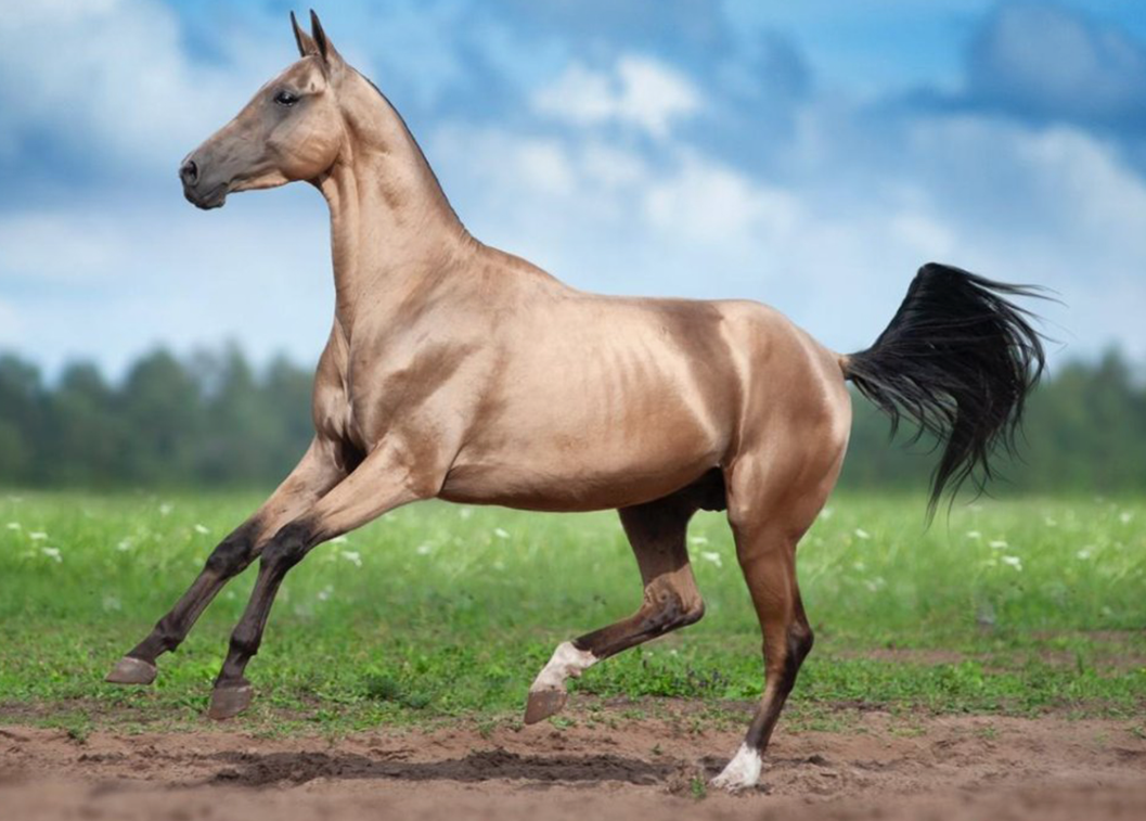 Ахалтекинская лошадь