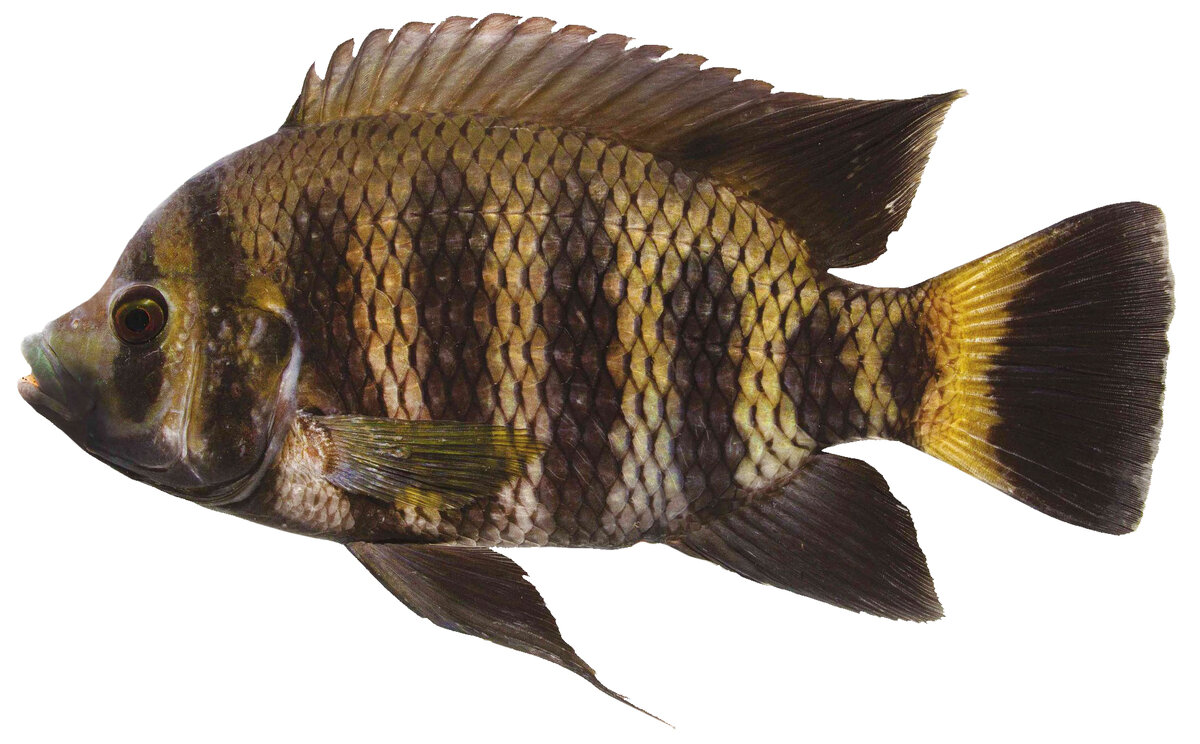 Heterotilapia buttikoferi