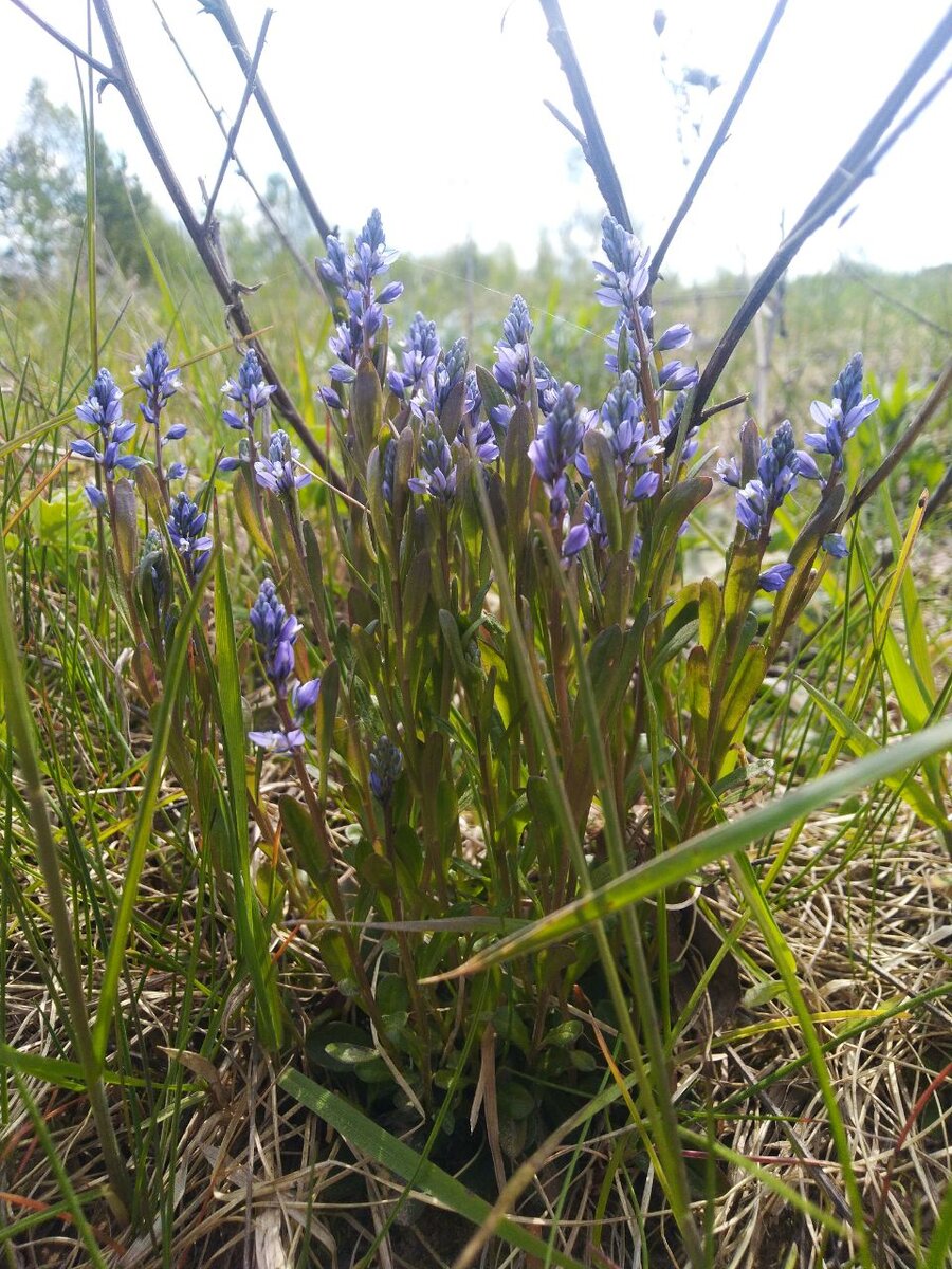 Истод на поле. Фото автора 