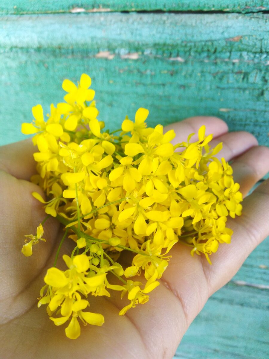 Сурепка, свербига, дикарка - цветы. Фото автора 