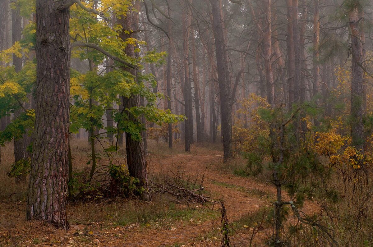 пора за грибами...