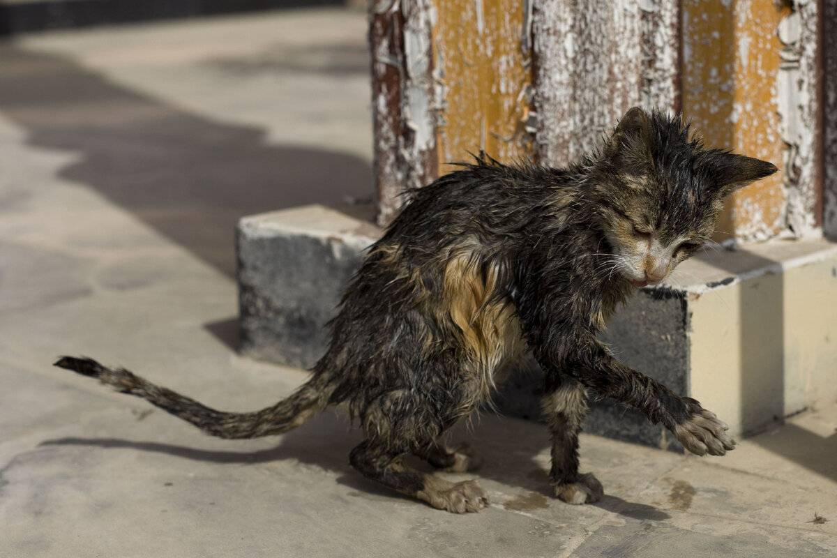 -Сынок, а ты себя в зеркале видел?