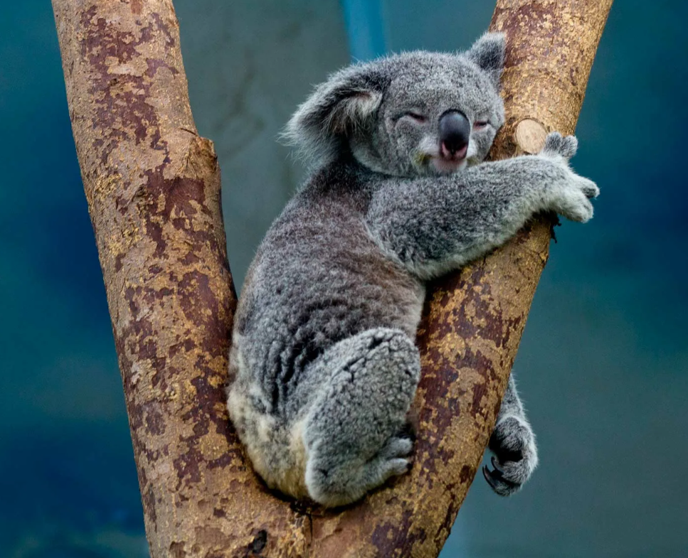 Коала спит