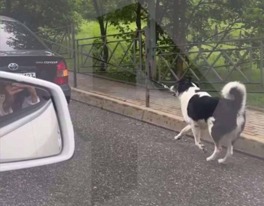 Фото: Скриншот видео