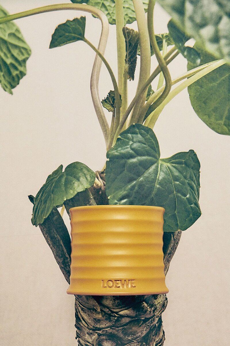    Loewe представил новый аромат с нотами васаби (фото 2)