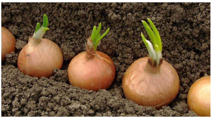 “Подкормка лука в июне”: он получается крупным и вкусным (убрал ненужные удобрения и не нарадуюсь)