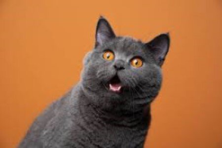 Существует некий миф, что владельцам кошек не стоит опасаться клещей, так как котофеичи крайне редко болеют пироплазмозом.