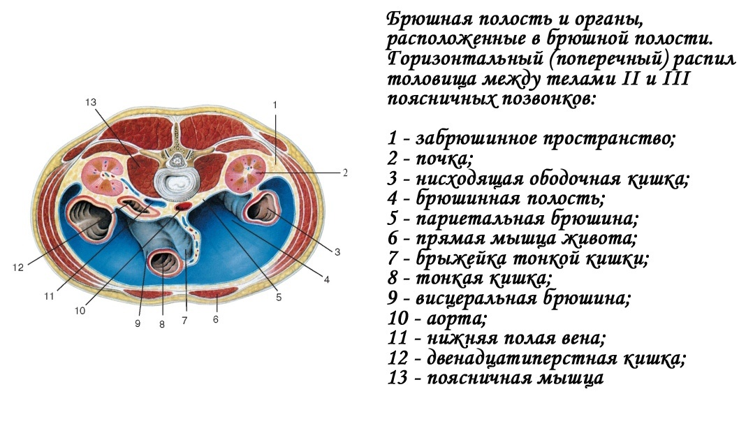 Стенки забрюшинного пространства