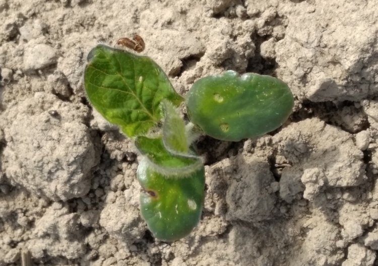    Первый в сезоне вредитель сои под надзором специалистов