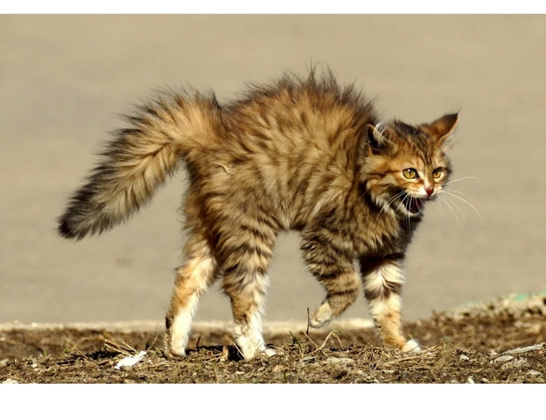 Как выглядит кошка сзади Pin on Animal Kingdom: UGLY & DEFORMED