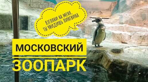Пингвины московского зоопарка