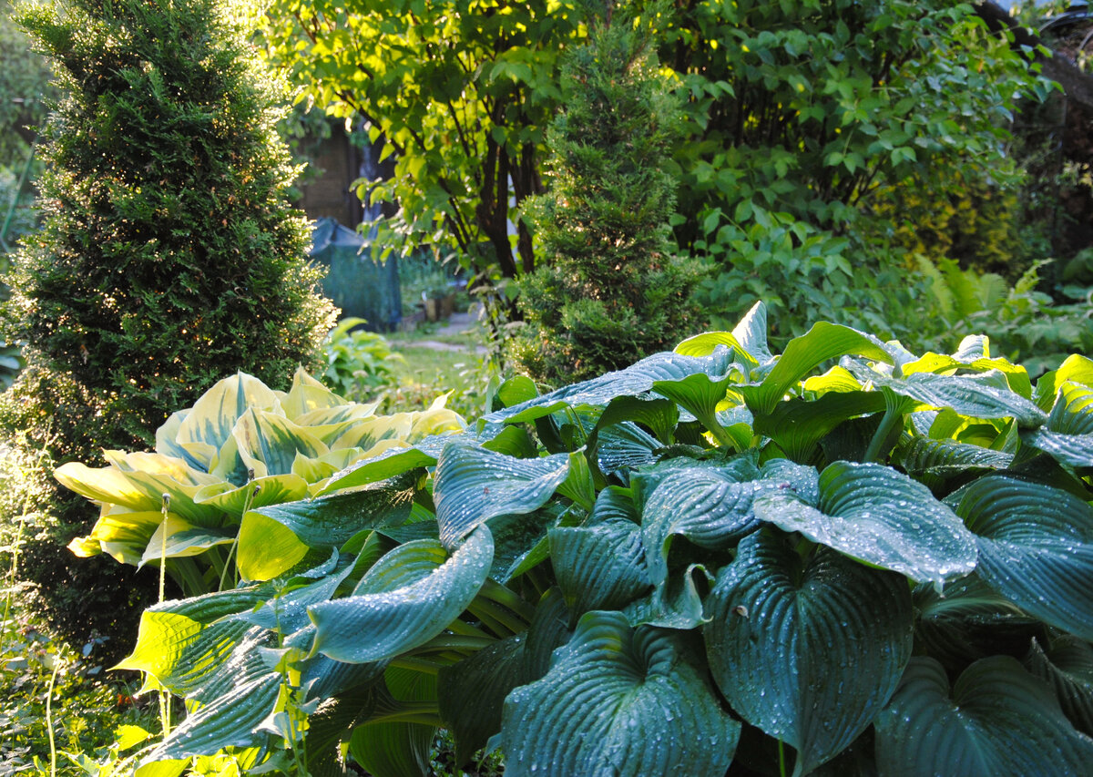 Хосты в моём саду