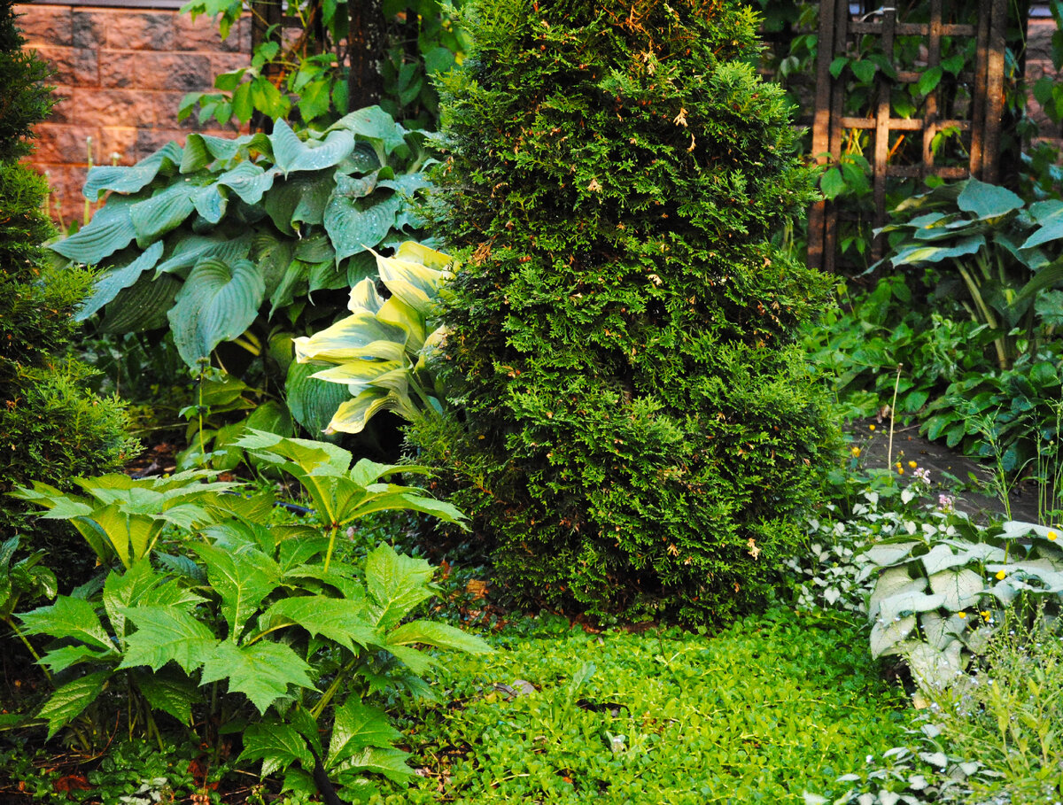 Теневой уголок моего сада