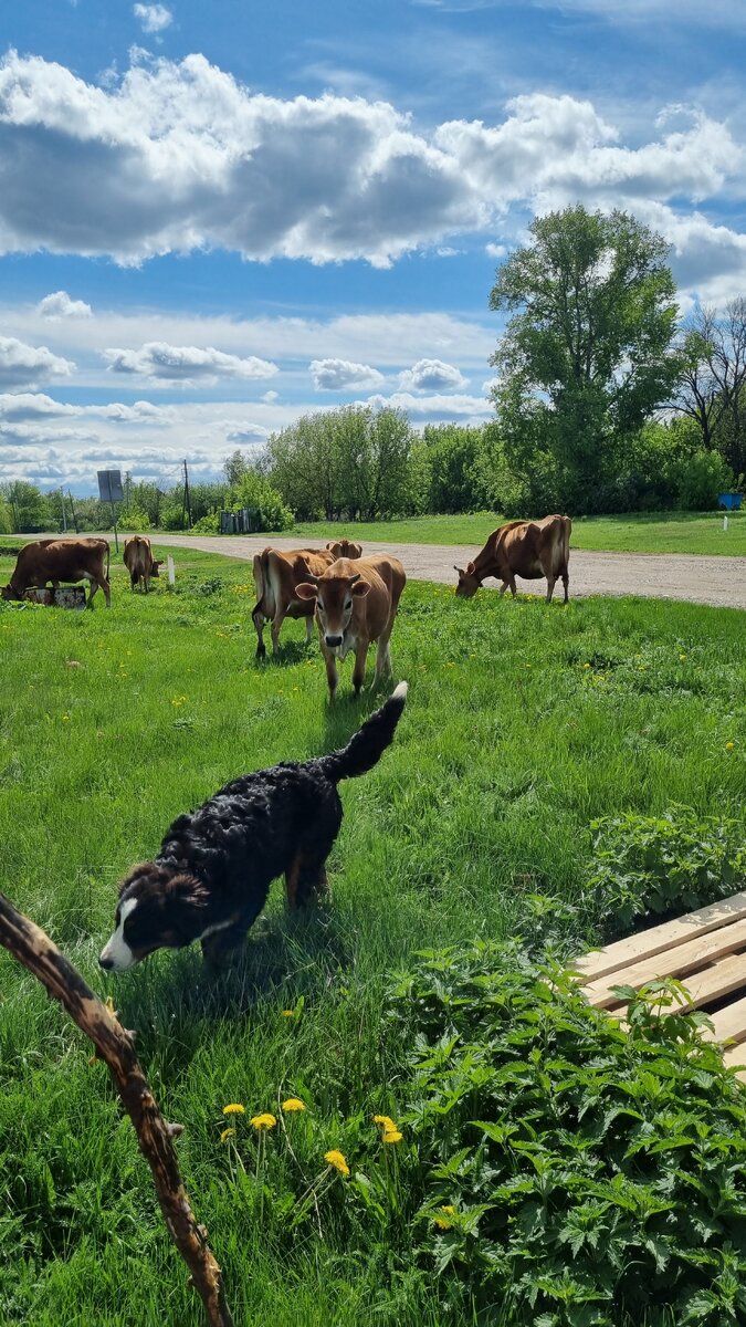 В 38 лет кручу хвосты коровам))))