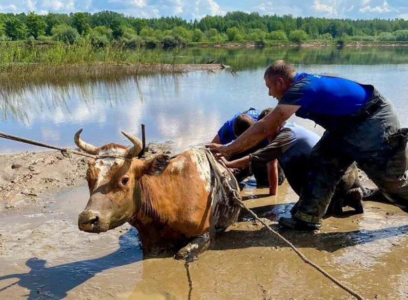 Фото: МЧС России. Спасение коровы из болота