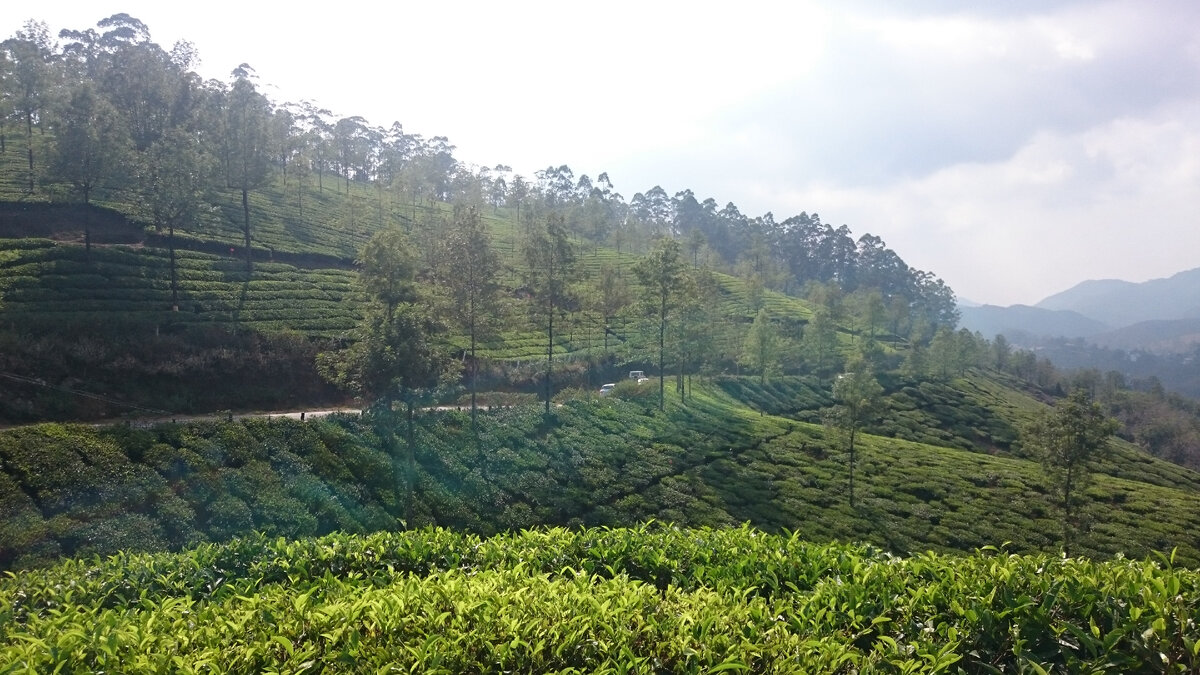 Плантации зелёного чая в Индийском городе Муннар.