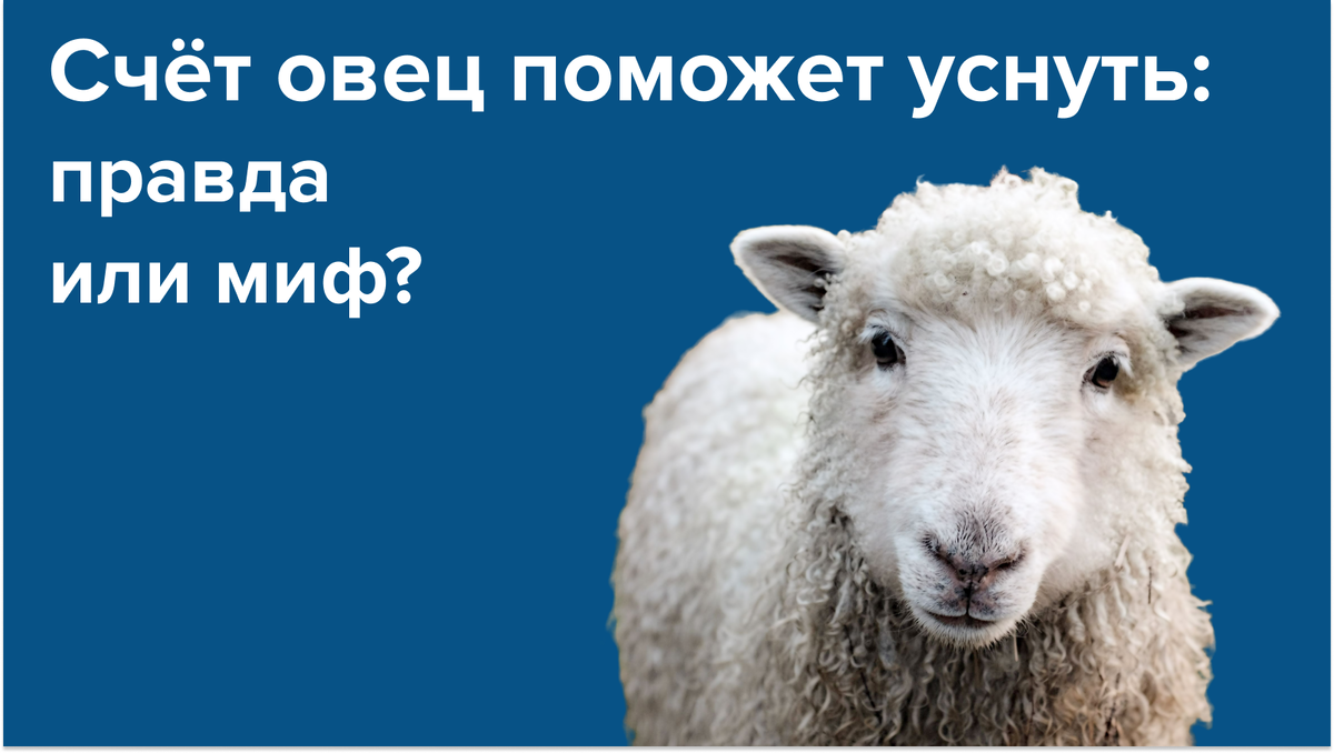 Овцы для сна: поможет ли счёт уснуть | SARMA, фабрика матрасов и мебели |  Дзен