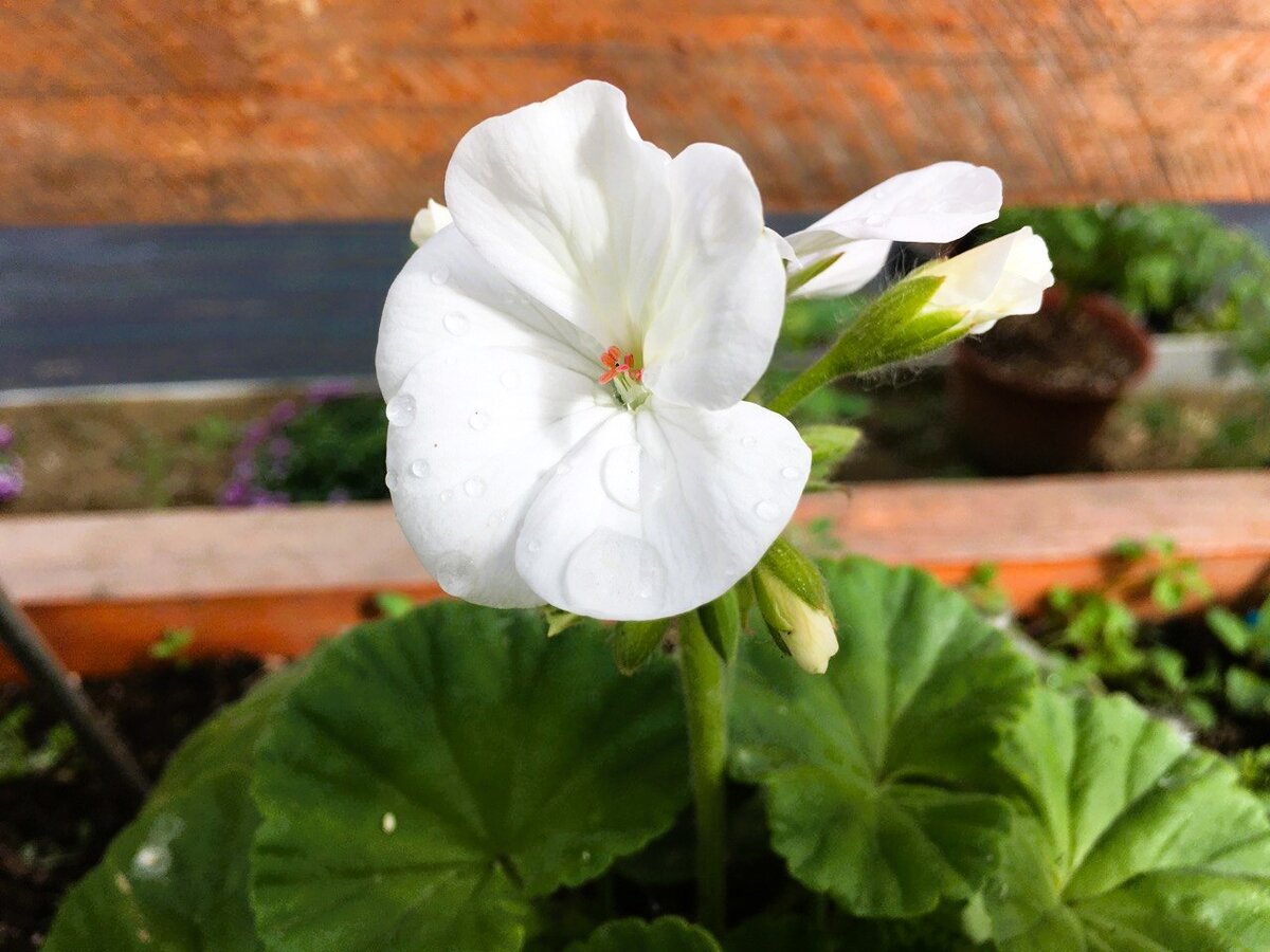 Сеяла герань 20 января, сейчас зацвела