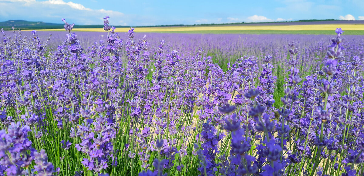Лаванда в Крыму