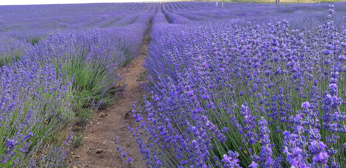 Кусты лаванды - бескрайнее фиолетовое море