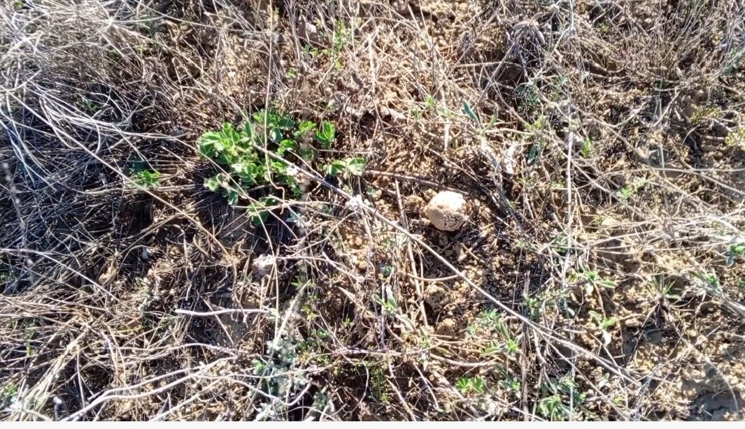 Первый степной сморчок