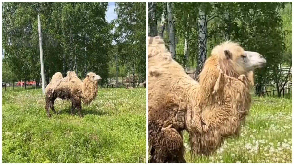 Порно девушек с верблюдом в Африке, зоо видео