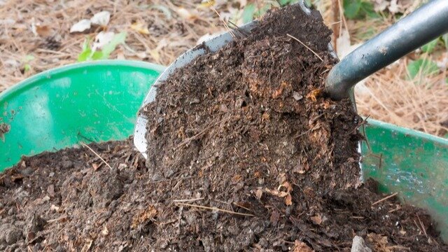 Вообще, я все подкормки считаю важными, но по опыту могу сказать, что практически любую из них можно пропустить. Весеннюю — ни за что. 