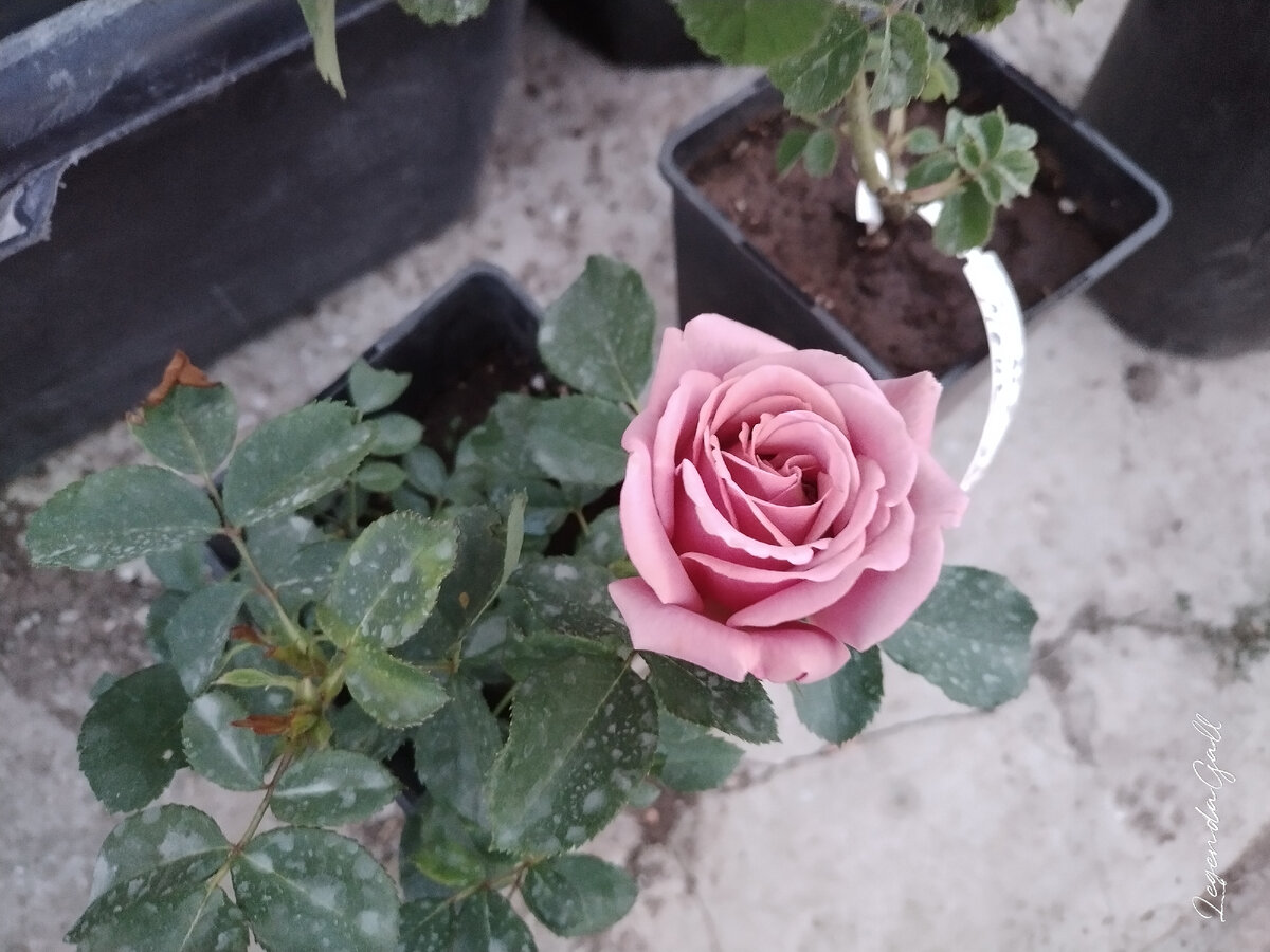 Покупала уже с цветком