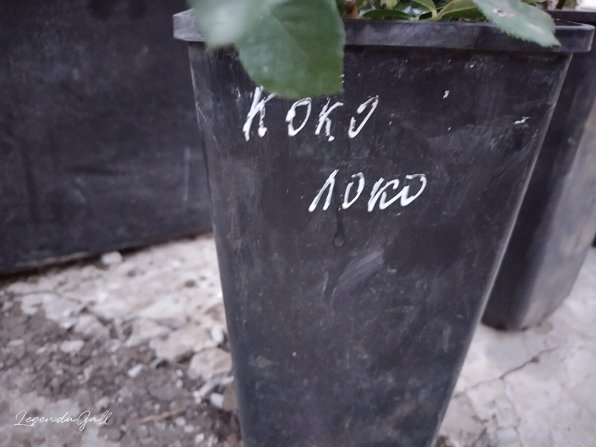 Надпись на горшке