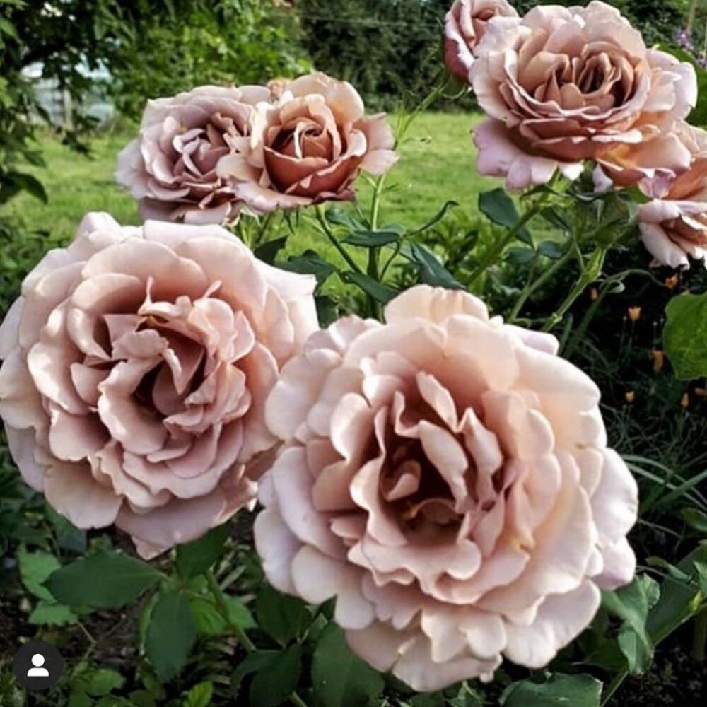 Из свободных источников