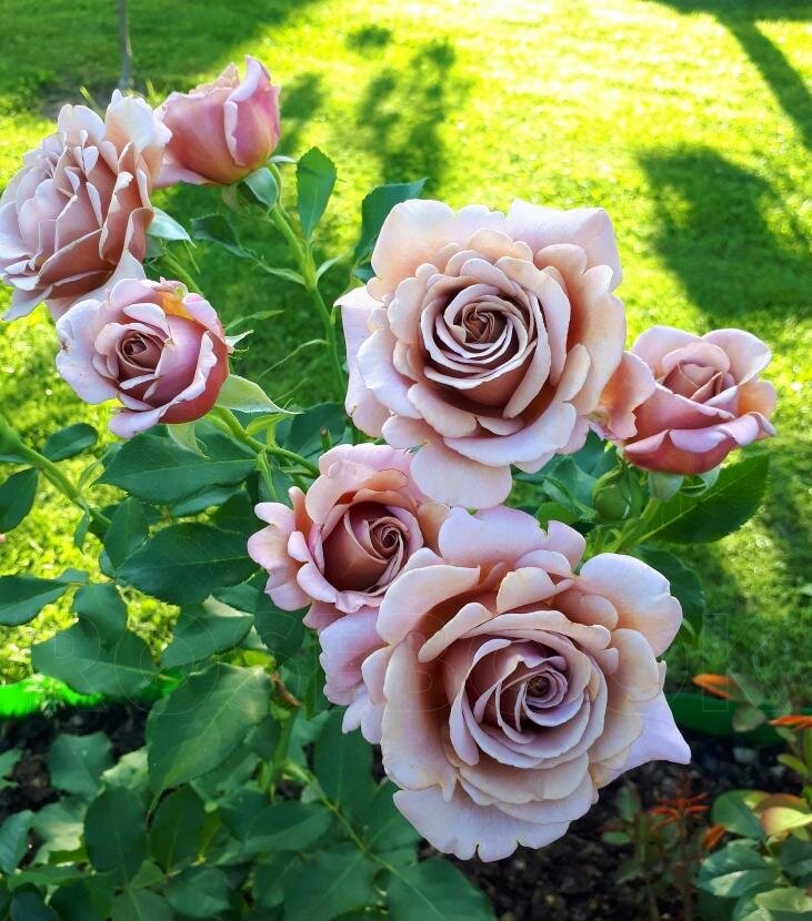 Из свободных источников