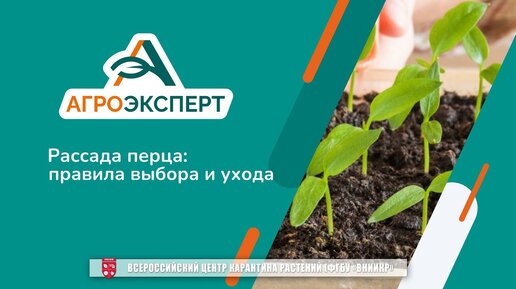 «Агроэксперт помогает». Рассада перца: правила выбора и ухода