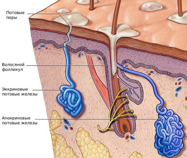 Безумно актуальная (особенно в летний сезон), но совершенно мало освещённая тема — повышенное потоотделение стоп. Но прежде, чем мы углубимся в неё, предлагаем разобраться с основными понятиями.-2