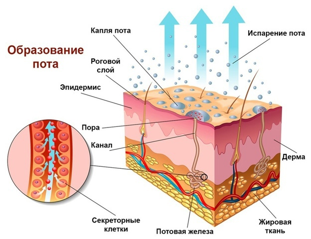 Безумно актуальная (особенно в летний сезон), но совершенно мало освещённая тема — повышенное потоотделение стоп. Но прежде, чем мы углубимся в неё, предлагаем разобраться с основными понятиями.-3