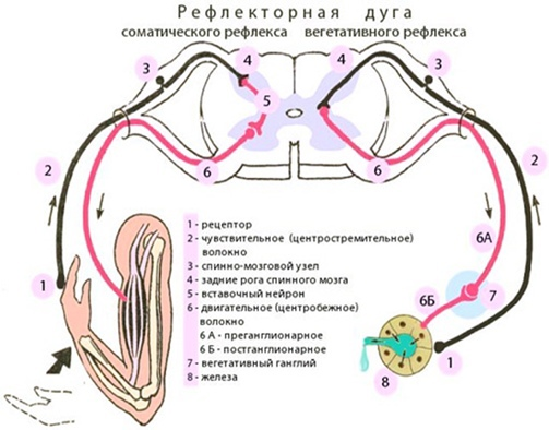 Безумно актуальная (особенно в летний сезон), но совершенно мало освещённая тема — повышенное потоотделение стоп. Но прежде, чем мы углубимся в неё, предлагаем разобраться с основными понятиями.-4