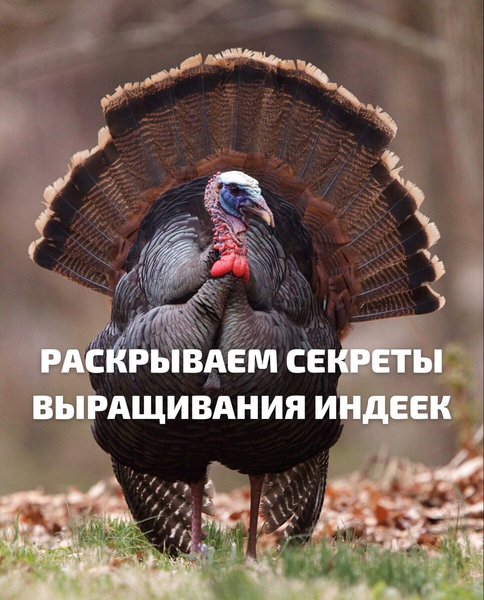 Выращивание индеек: секреты и рекомендации