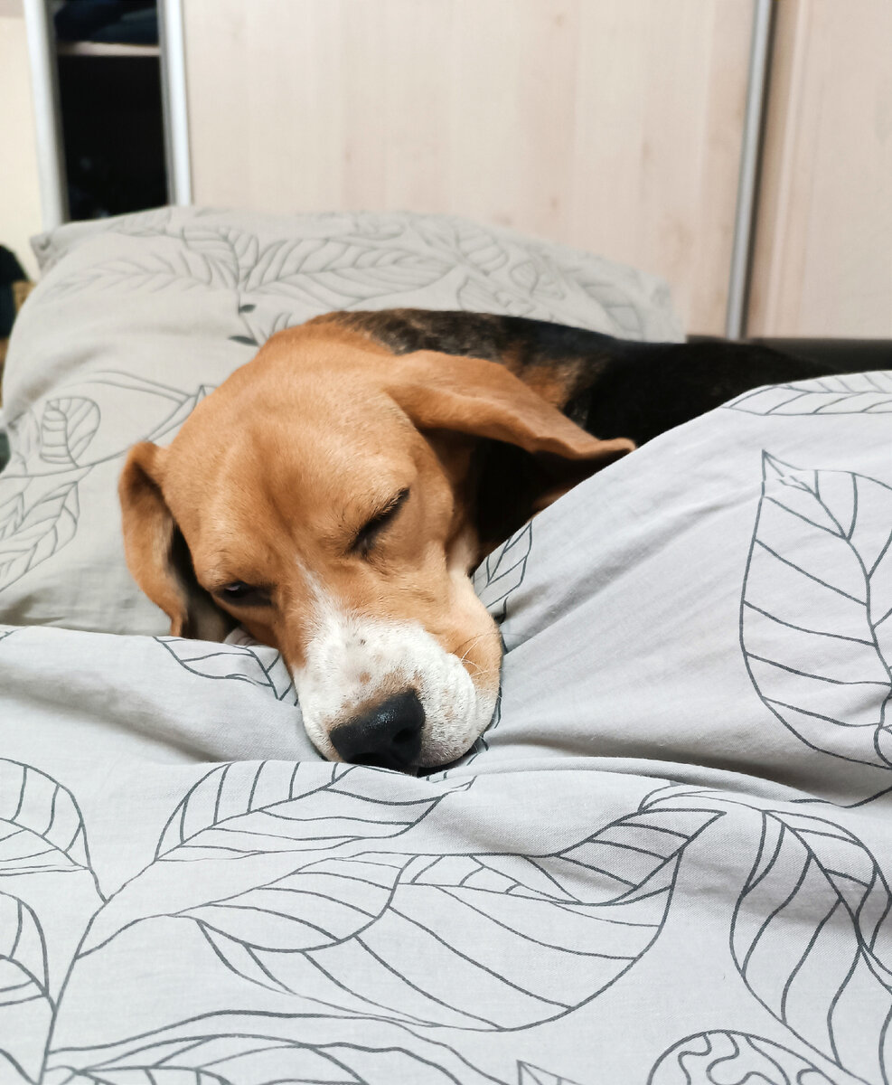 Как сладко спать на хозяйской постели! 